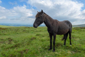 Dartmoor-Pony wild horses, Dartmoor, Devon, South West England, England, United Kingdom, Europe Dartmoor-Pony wild horses, Dartmoor, Devon, South West England, England, United Kingdom, Europe